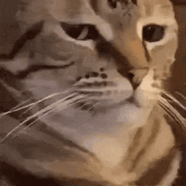 Cat Stare
